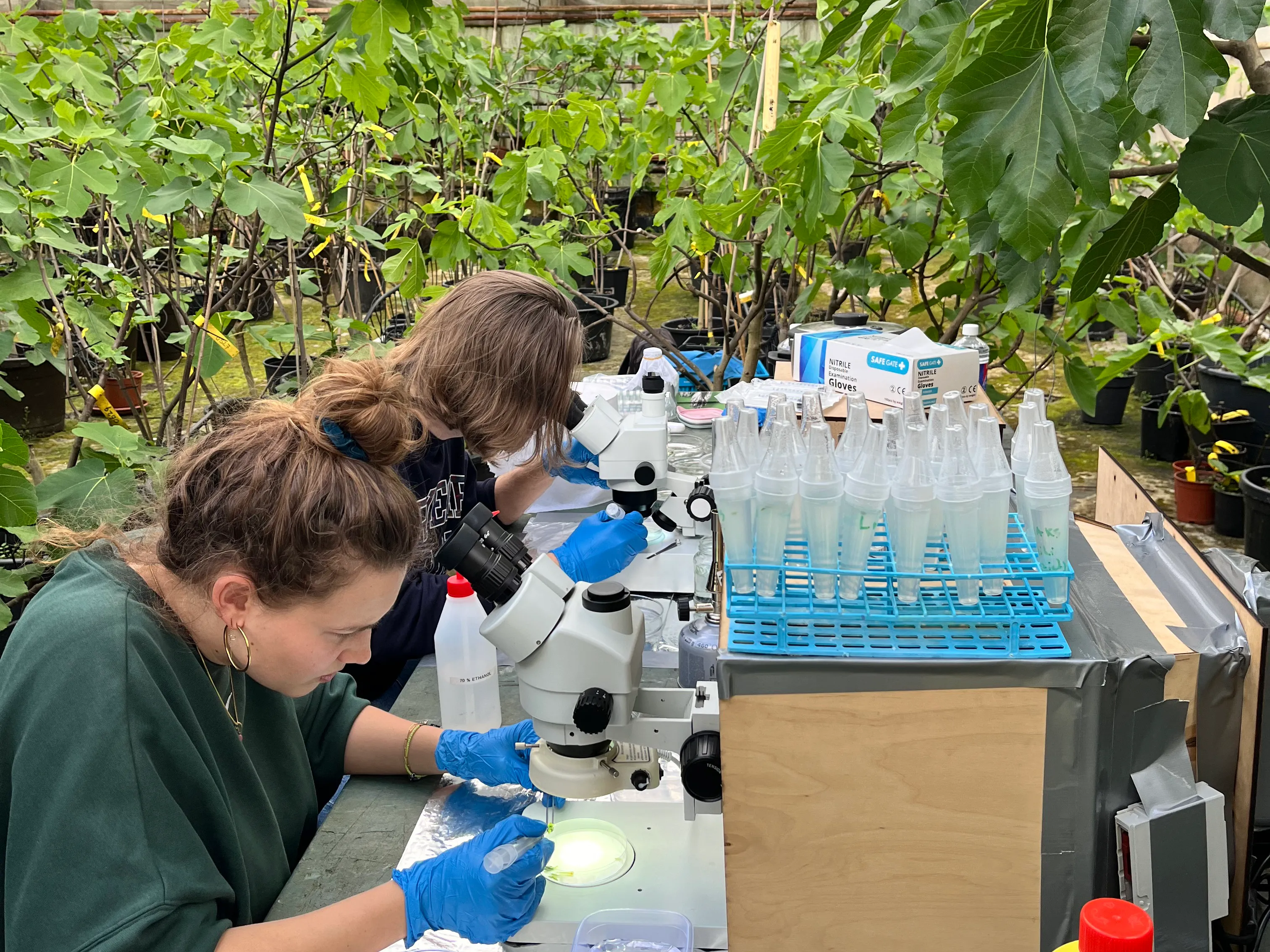 Bio Hack Academy Micro-Propagation Workshop